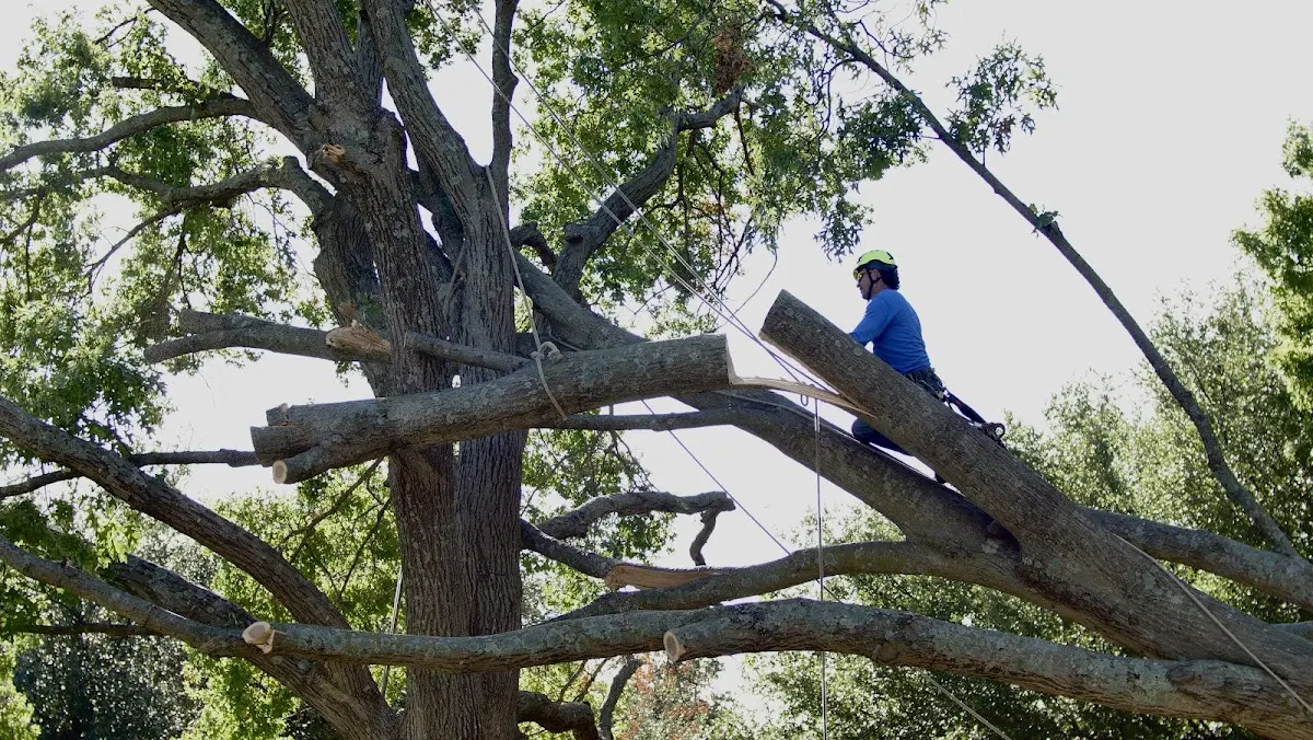 Professional Hazardous Tree Removal performed by certified arborists in Sutherland Springs